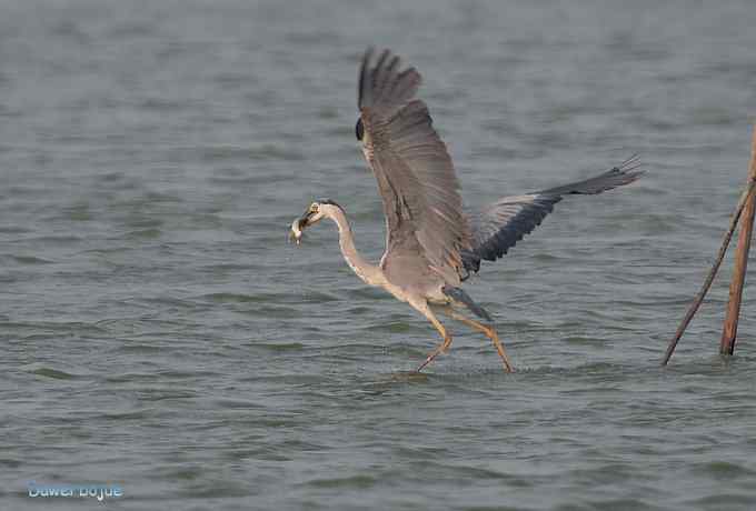 衡水湖：草鹭苍鹭黄苇鳽（终结篇）