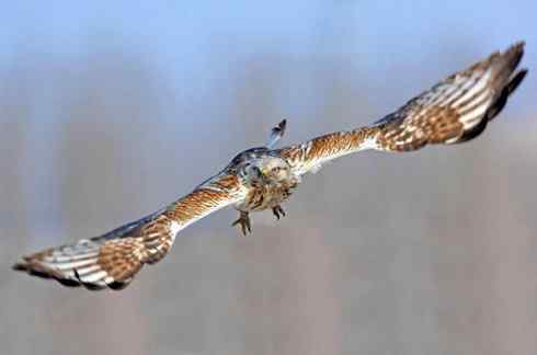 遨游天空 毛脚狂奔放飞翔