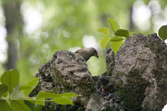 文殊院鸟儿快乐饮水