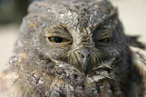 东方角鸮与猛鸮