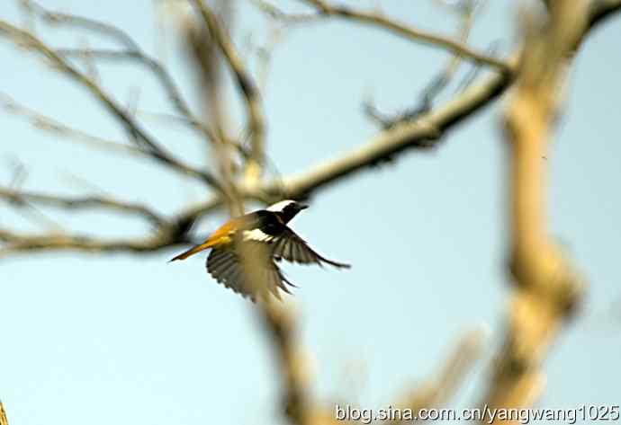 北京植物园的鸟类——雄性北红尾鸲(随拍)