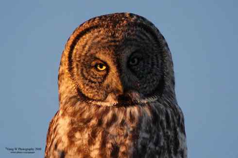 猫头鹰乌林鸮的”雷达系统”