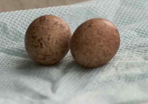 “猛张飞”阿穆尔隼 “猛张飞”阿穆尔隼