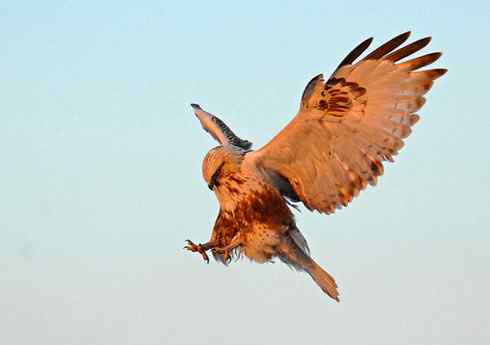 黄昏中的毛脚狂