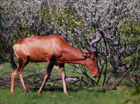 麒麟：传说的兽原型探秘（狷羚）