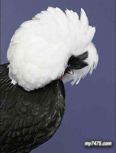 酷酷的宠物鸡图片