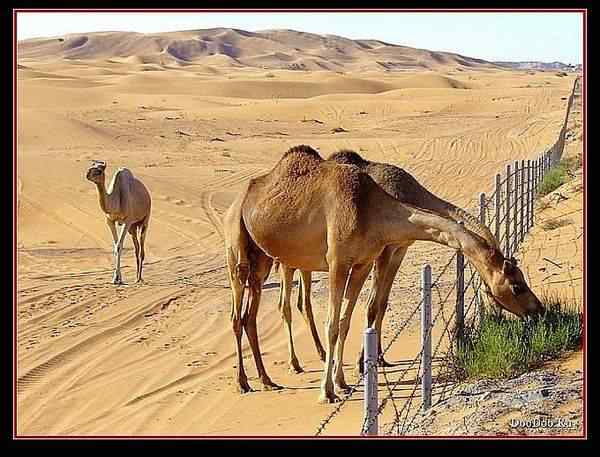 动物世界图片(上)