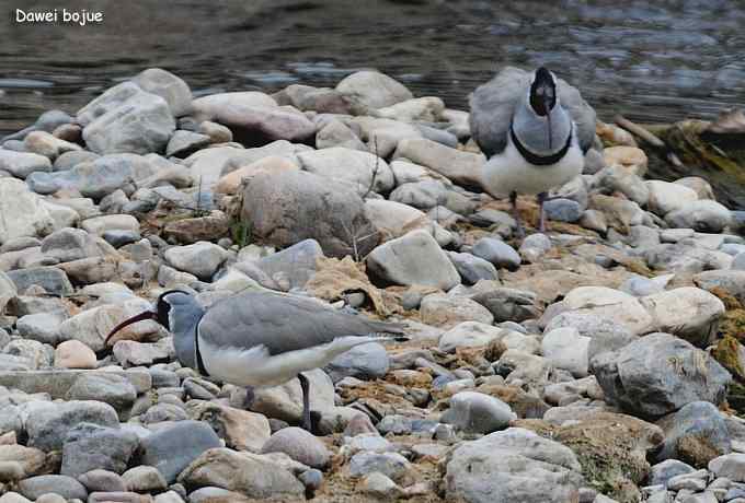 亚洲山地珍鸟：鹮嘴鹬
