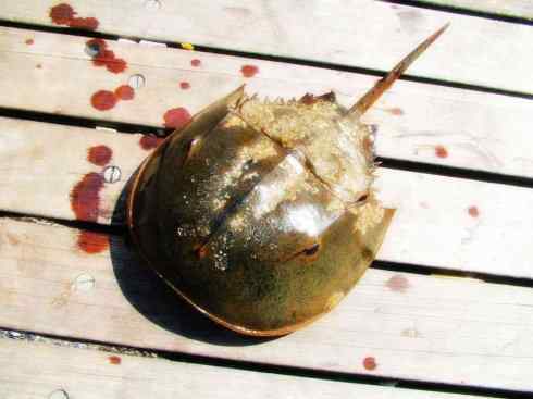 自然奇观：动物大迁徙(鲎)