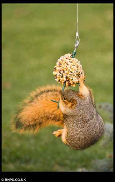 可爱松鼠 喂鸟器上偷吃坚果
