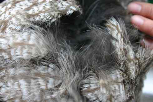 [组图]被老鼠毒死的乌林鸮