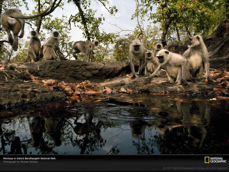 好看的动物图片(1)