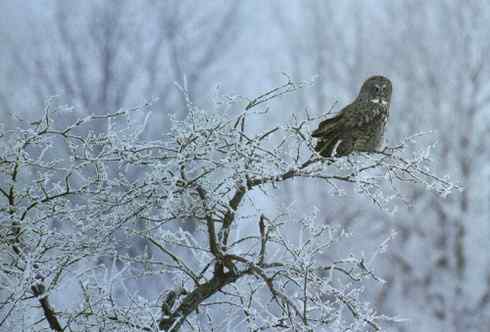 乌林鸮居住的环境