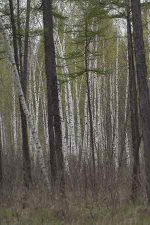 图说乌林枭的栖息环境