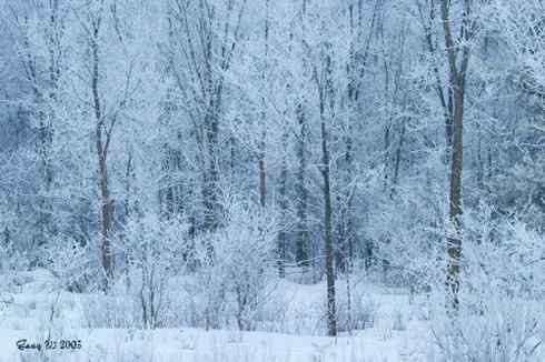 乌林鸮居住的环境
