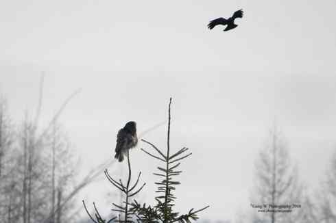 [组图]乌鸦驱赶乌林鸮