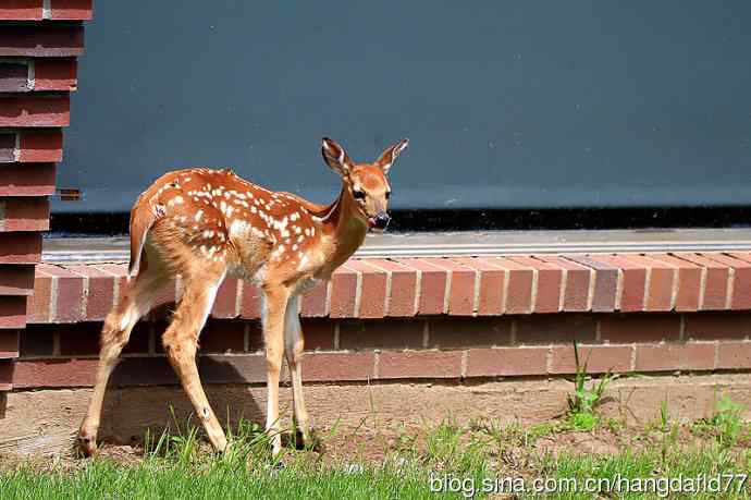 误入校园的小鹿