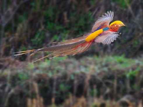 凤凰：传说中的鸟原型探秘（锦鸡）