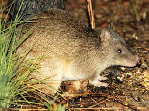 动物世界：山寨还是原创之十三