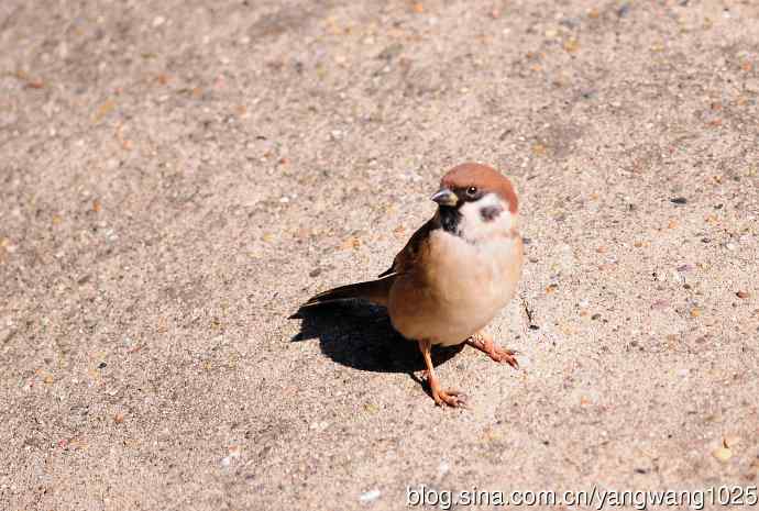 候鸟已过境,麻雀来当家 候鸟已过境,麻雀来当家