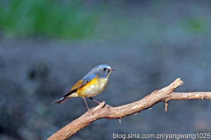 雄性红胁蓝尾鸲（33）