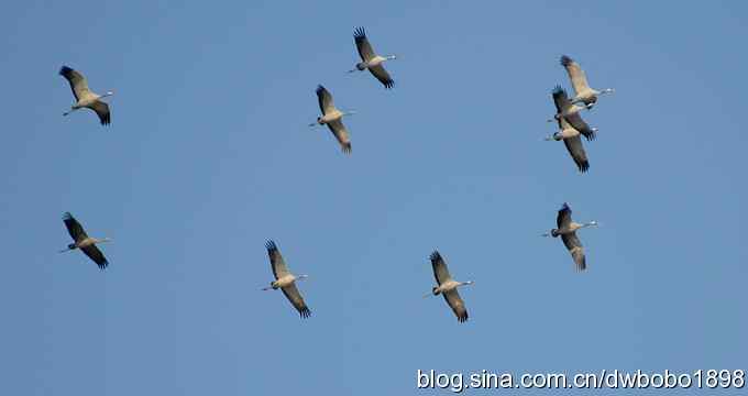 云天鹤影 wbr醉舞冬阳