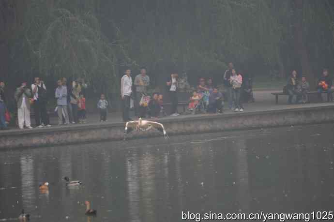 再拍鹈鹕 wbr11 再拍鹈鹕 wbr11