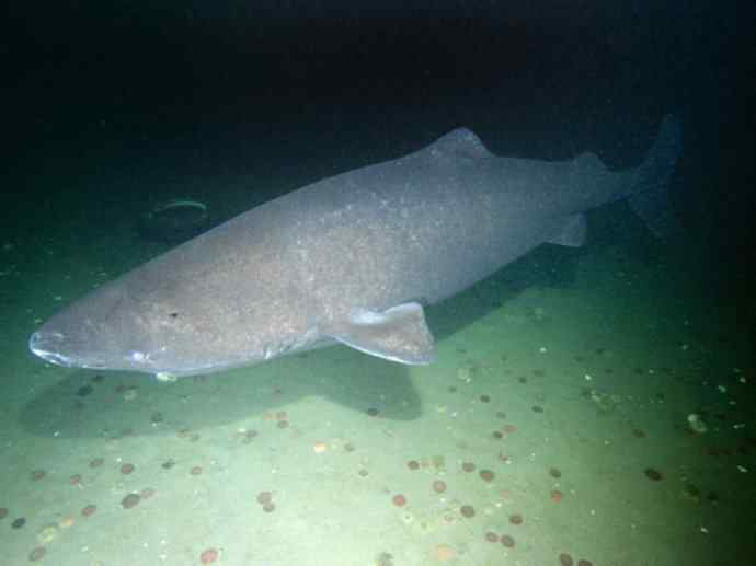 鱼类活化石：皱鳃鲨