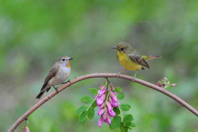 红喉姬鹟与绿背姬鶲