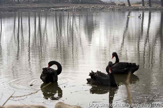 北京动物园的鸟类——逆光拍摄黑天鹅 1