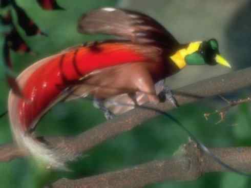 美丽无罪：雀鸟之极乐鸟