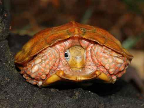 玄武:传说的兽原型探秘(潮龟) 玄武:传说的兽原型探秘(潮龟)