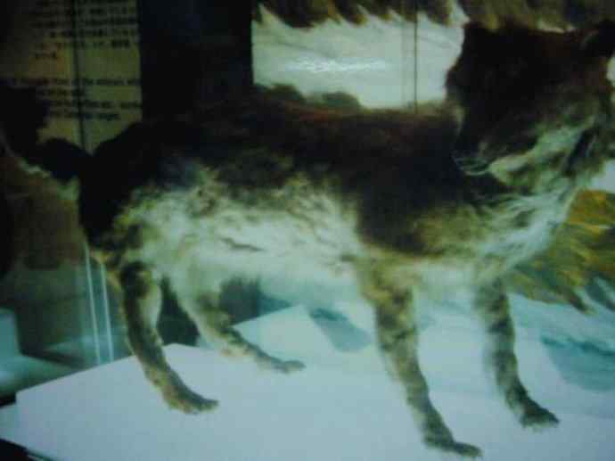 犬科：犬亚科犬属之灰狼