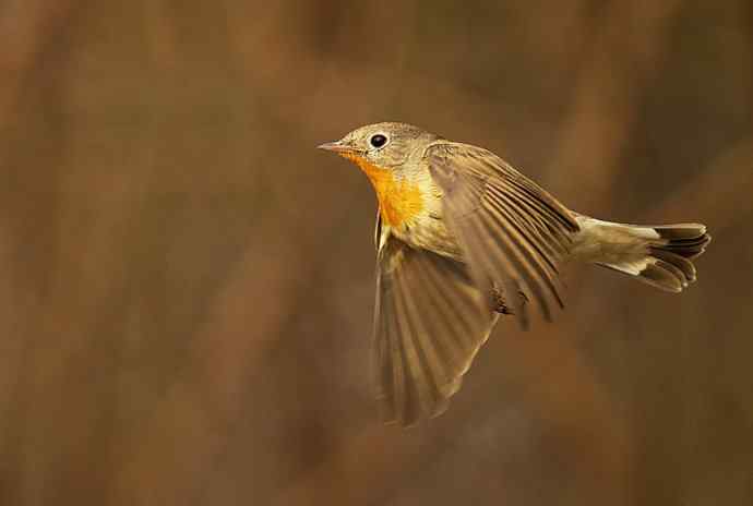 红胸姬鹟的美丽飞翔