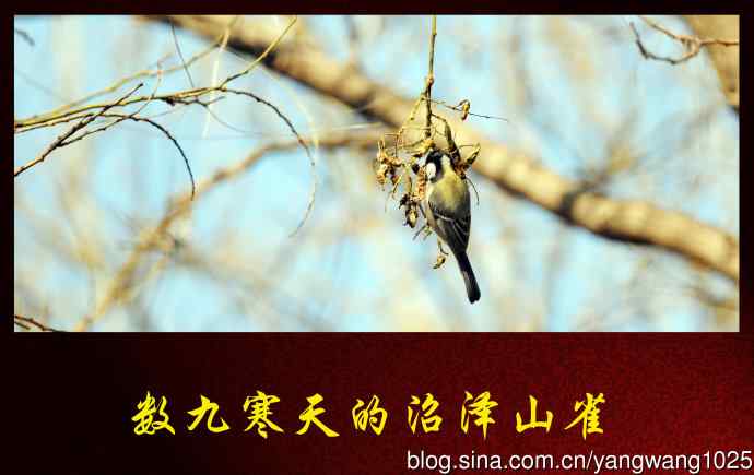 北京天坛公园的鸟类——数九寒天的沼泽山雀