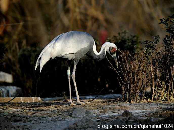 水禽湖新拍(试片)