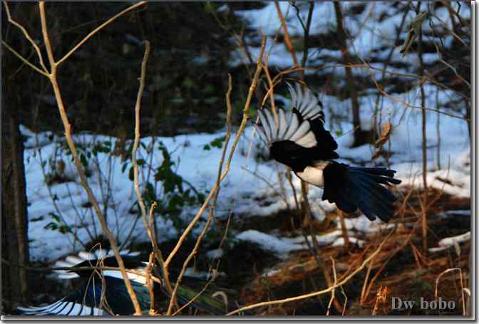 点击图片或使用键盘← →翻页