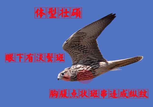 猎隼幼鸟 猛禽大全——中国东部地区27种迁徙类猛禽辨识