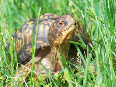 玄武:传说的兽原型探秘(潮龟) 玄武:传说的兽原型探秘(潮龟)