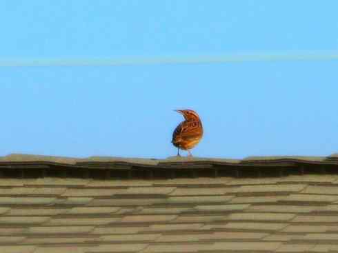 家禽驯化之源之三十二 家禽驯化之源之三十二