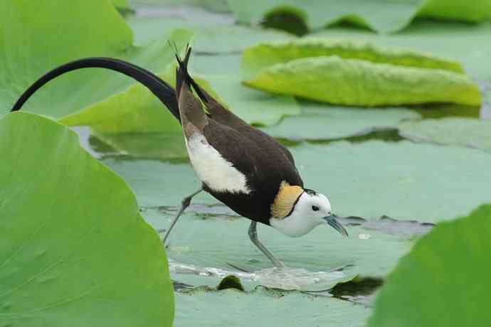 衡水湖野生鸟类摄影