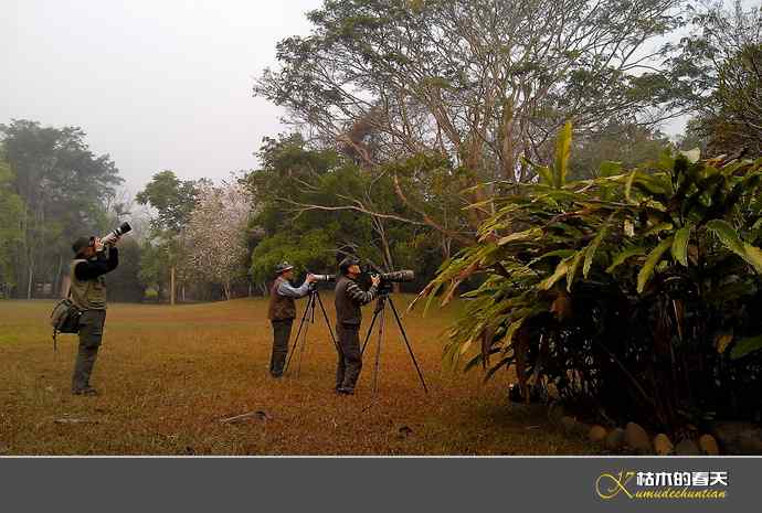 西双版纳拍鸟之一【实拍】