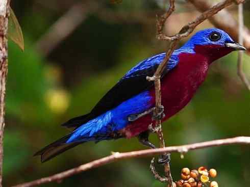 极品红色鸟类：深红紫伞鸟