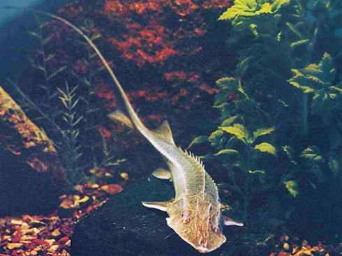 鱼类活化石:中华鲟 鱼类活化石:中华鲟