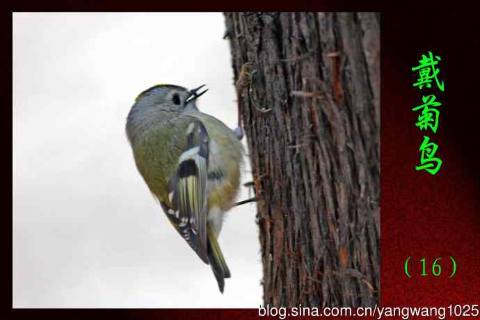 北京天坛公园的鸟类——戴菊鸟（16）