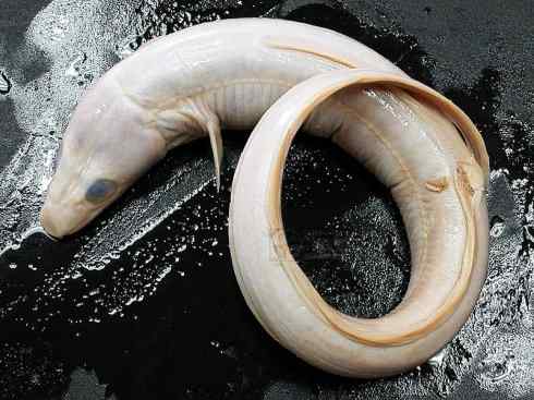 自然奇观:动物大迁徙(鳗鱼) 自然奇观:动物大迁徙(鳗鱼)