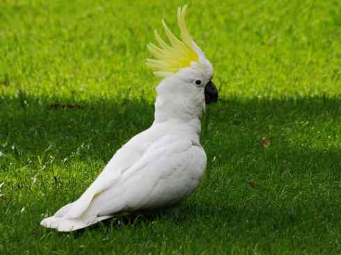 白头鸟系列:另类的美丽4 白头鸟系列:另类的美丽4