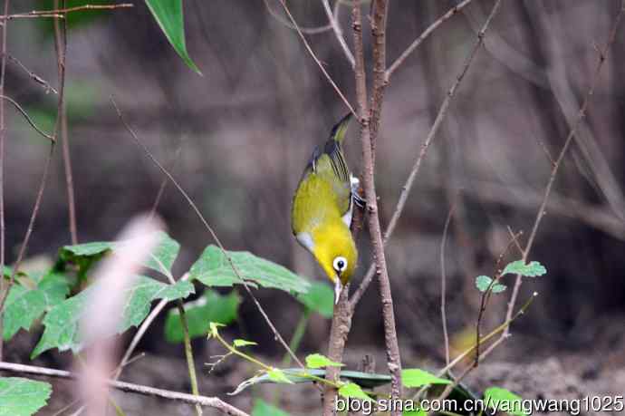 红胁绣眼鸟（5）