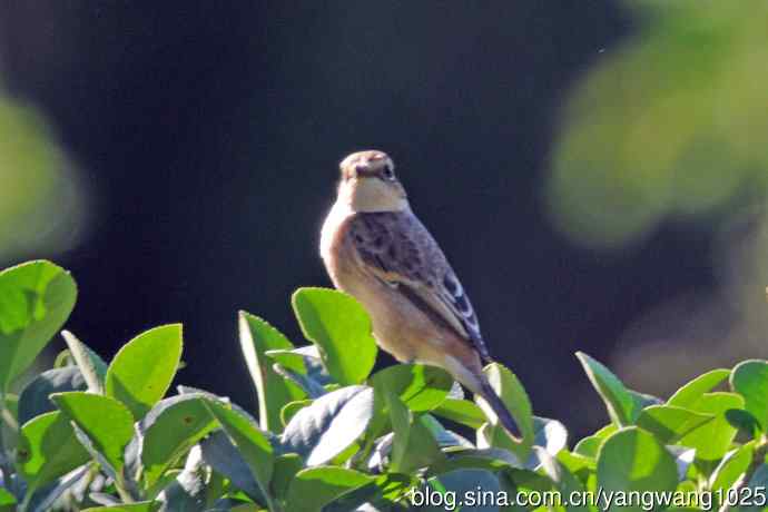 黑喉石鵖鸟(1) 黑喉石鵖鸟(1)