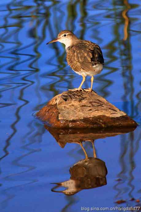斑腹矶鹬(非繁殖期)之三 斑腹矶鹬(非繁殖期)之三